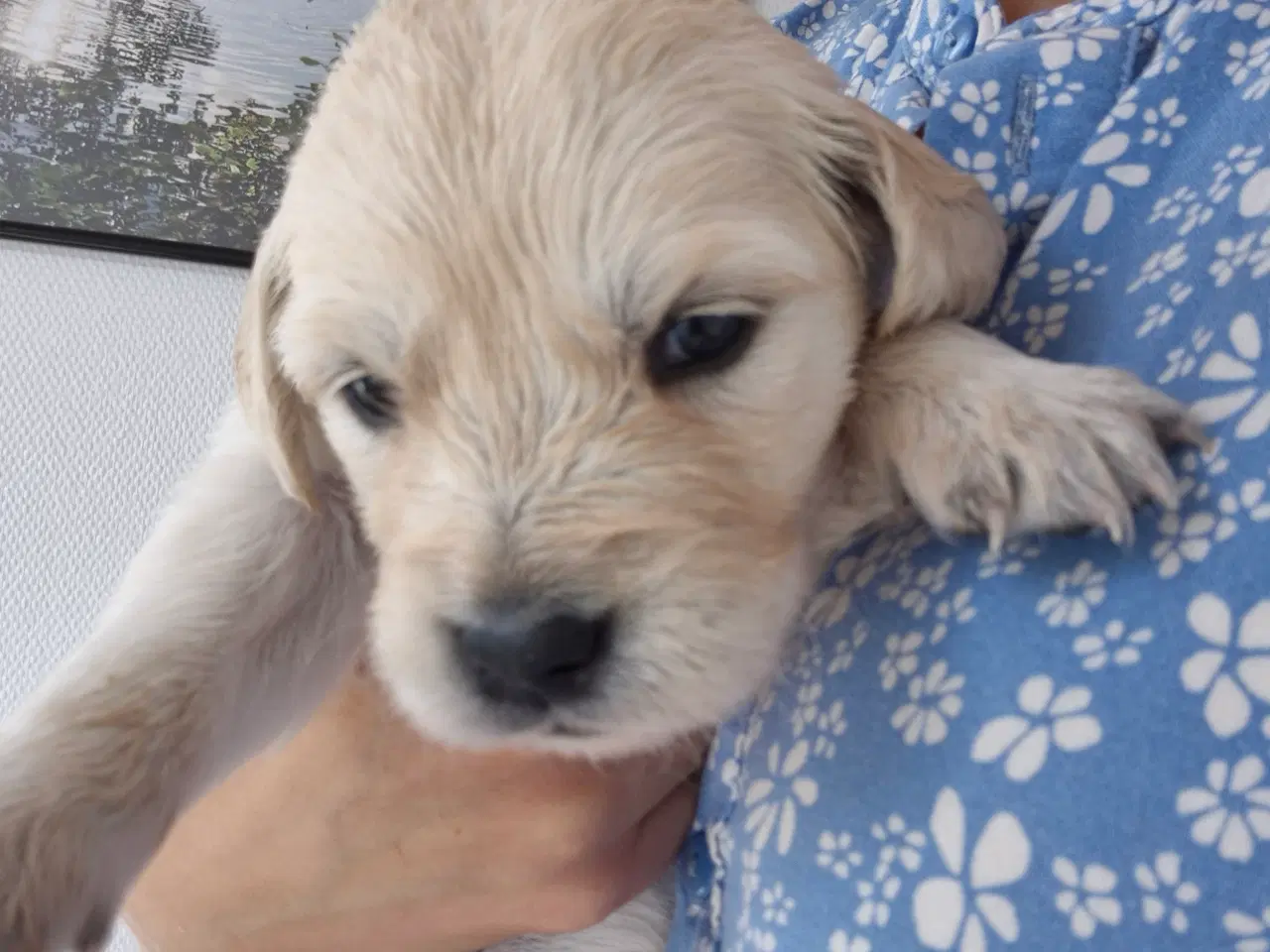 Billede 5 - Golden retriever hvalpe