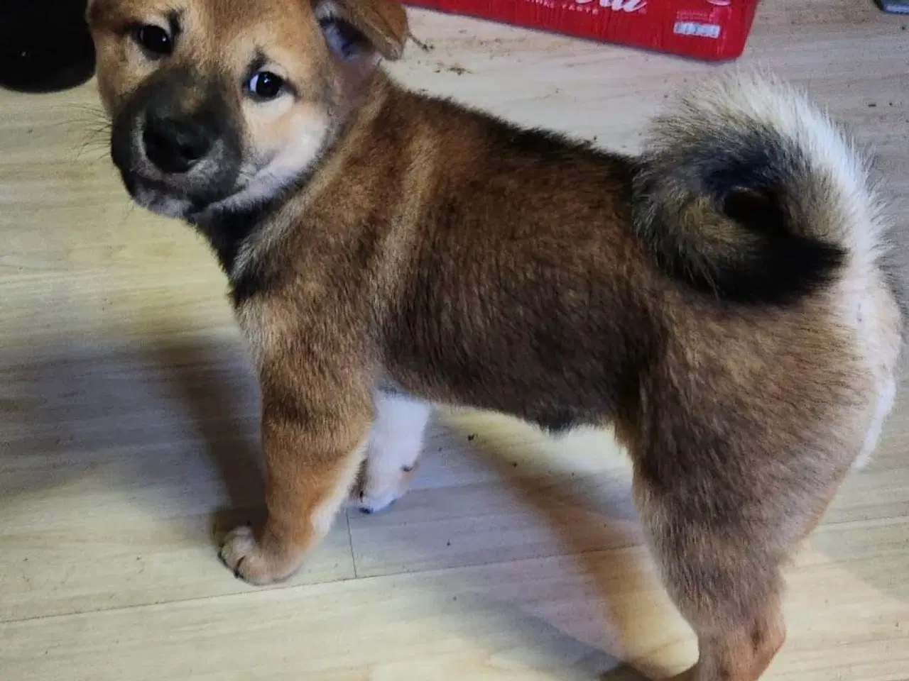 Billede 2 - Shiba inu hvalp