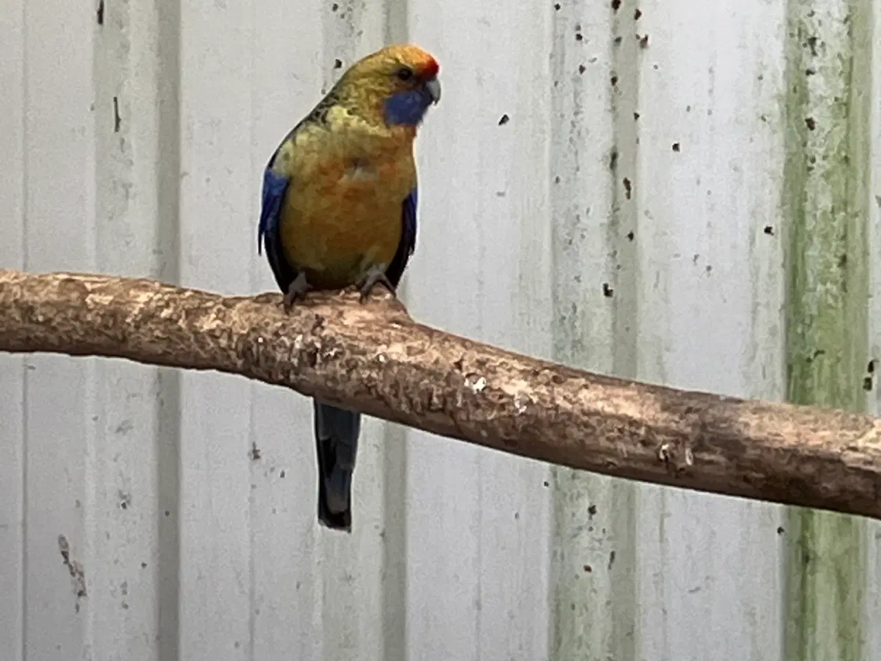 Billede 4 - 9 STK. DEJLIGE ROSELLAER TIL SALG