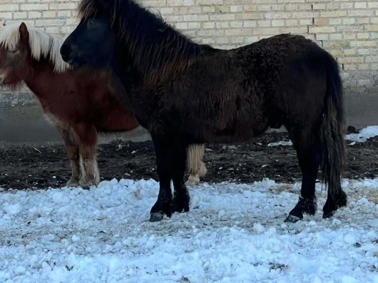 Billede 4 - Shetlænder vallak 