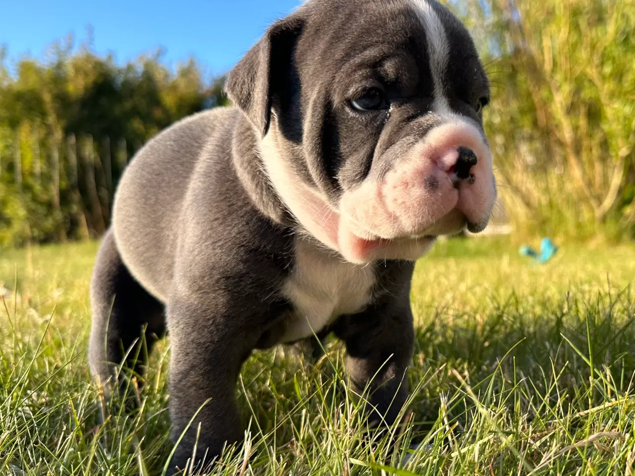 Billede 7 - Old English bulldog hvalpe