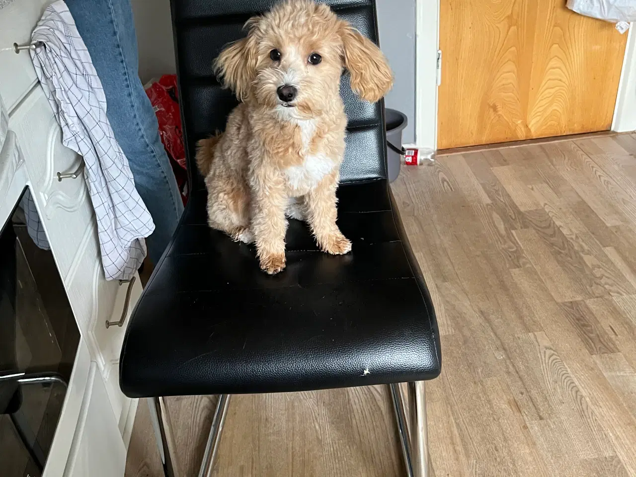 Billede 1 - Maltipoo hvalp sælges.