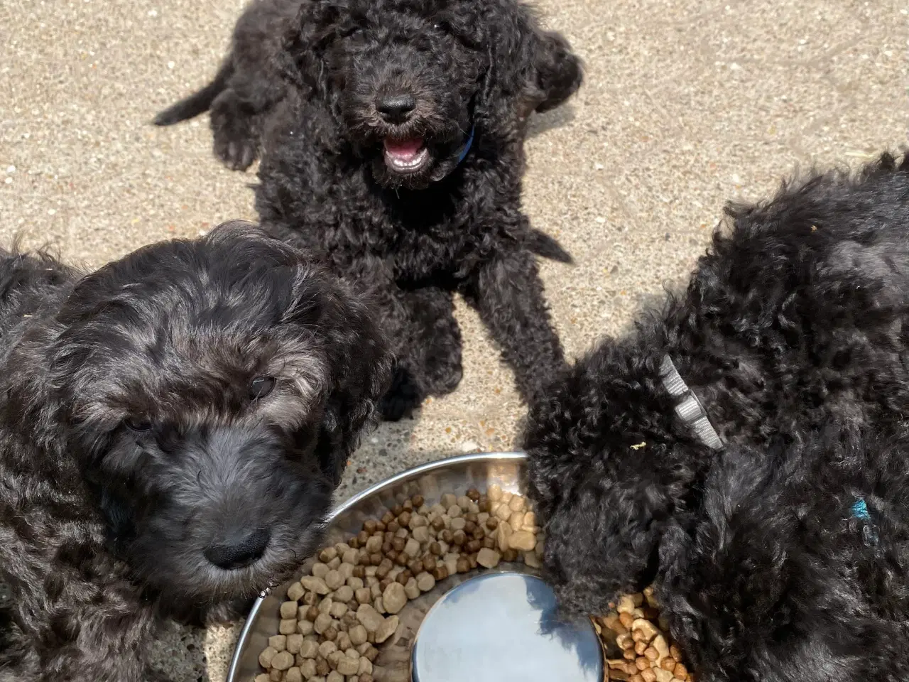 Billede 5 - Hvalpe Labradoodle F1BB