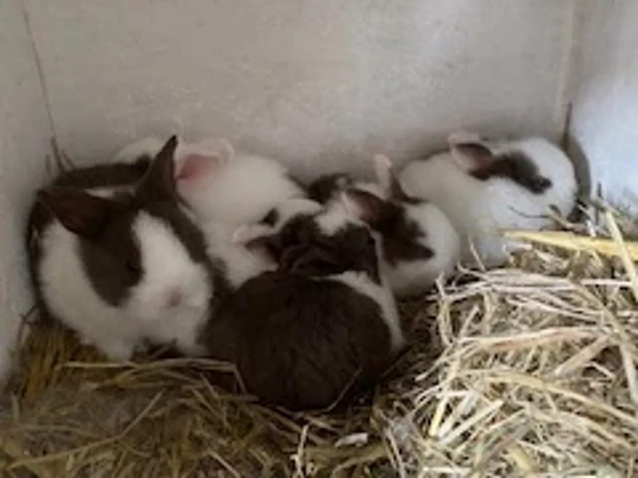 Billede 1 - Hollænder kanin unger 