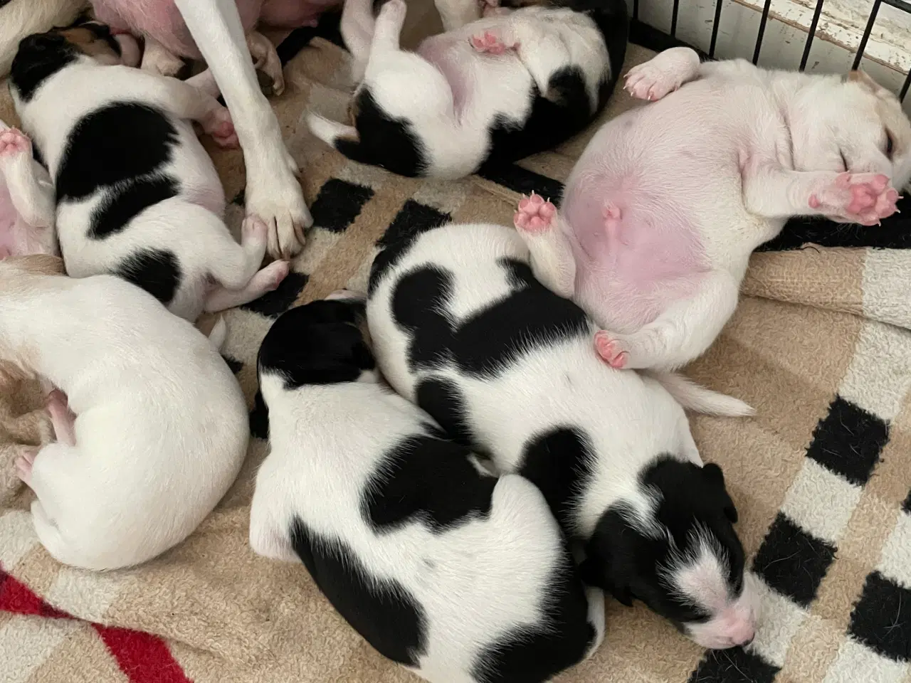 Billede 4 - Dansk Svensk gårdhunde hvalpe