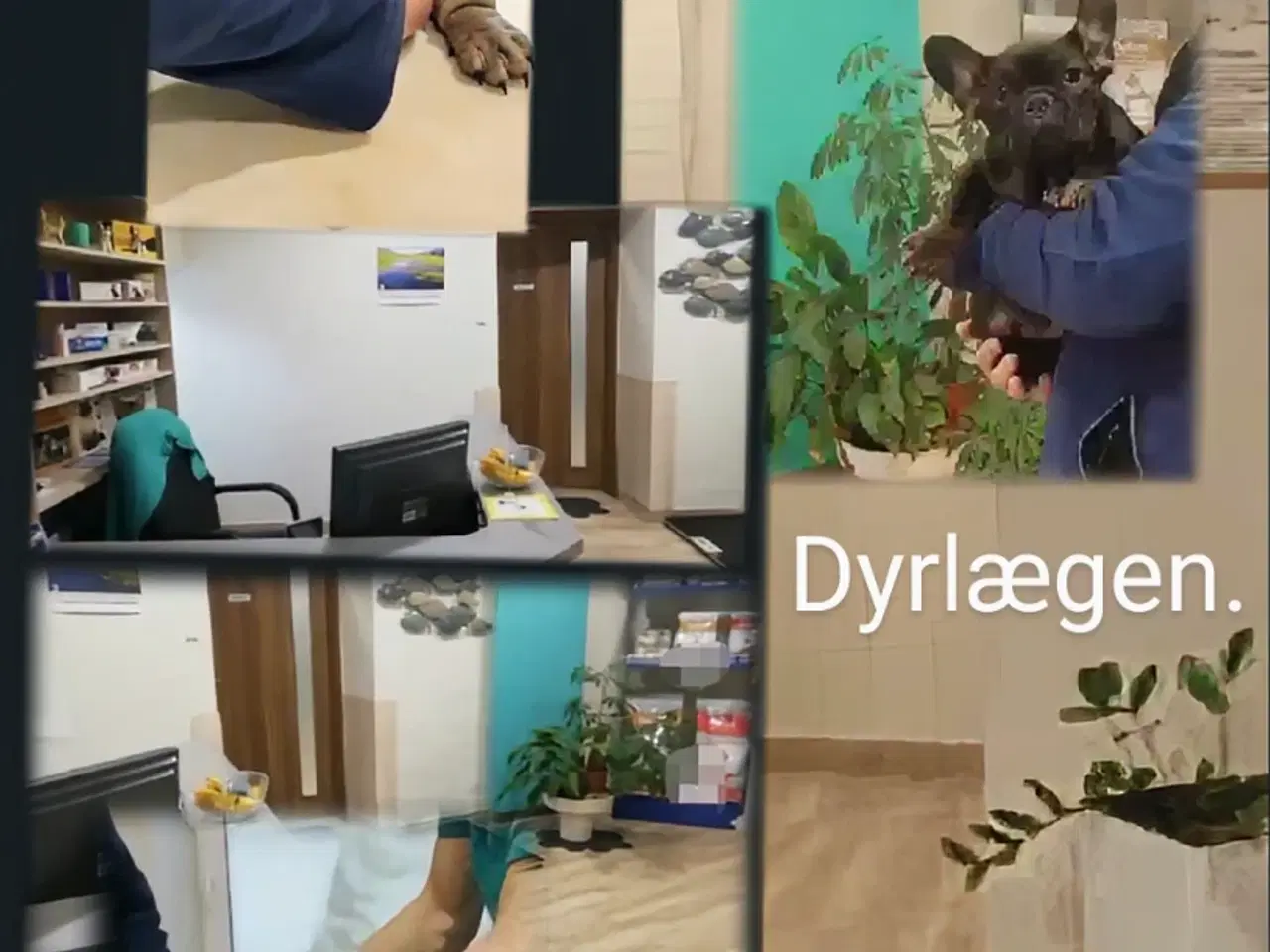 Billede 3 - Nyfødte Fransk bulldog hvalpe.