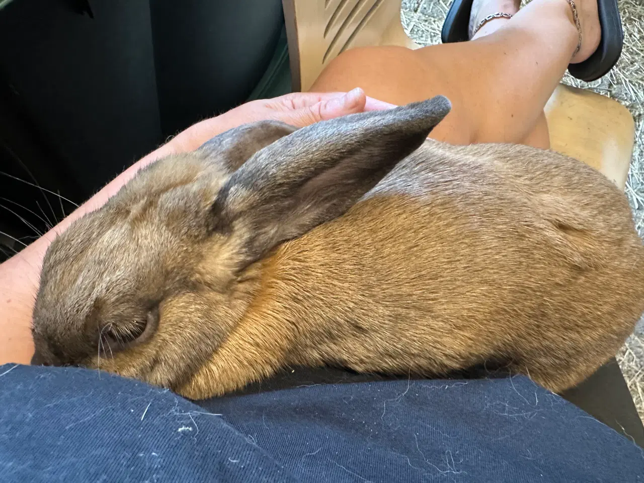 Billede 4 - Kælen og tam hun kanin