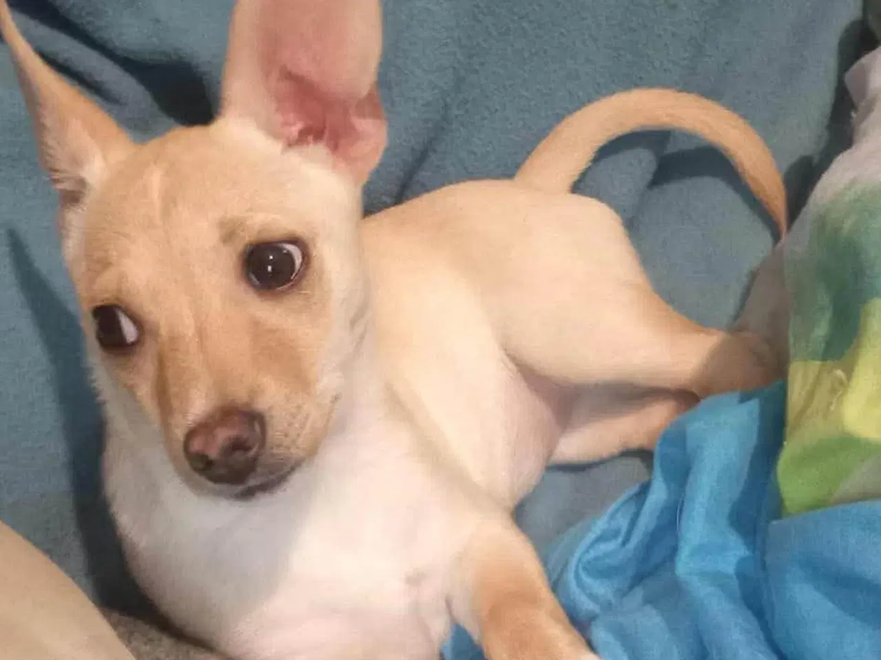 Billede 13 - Lille Mille 🩷