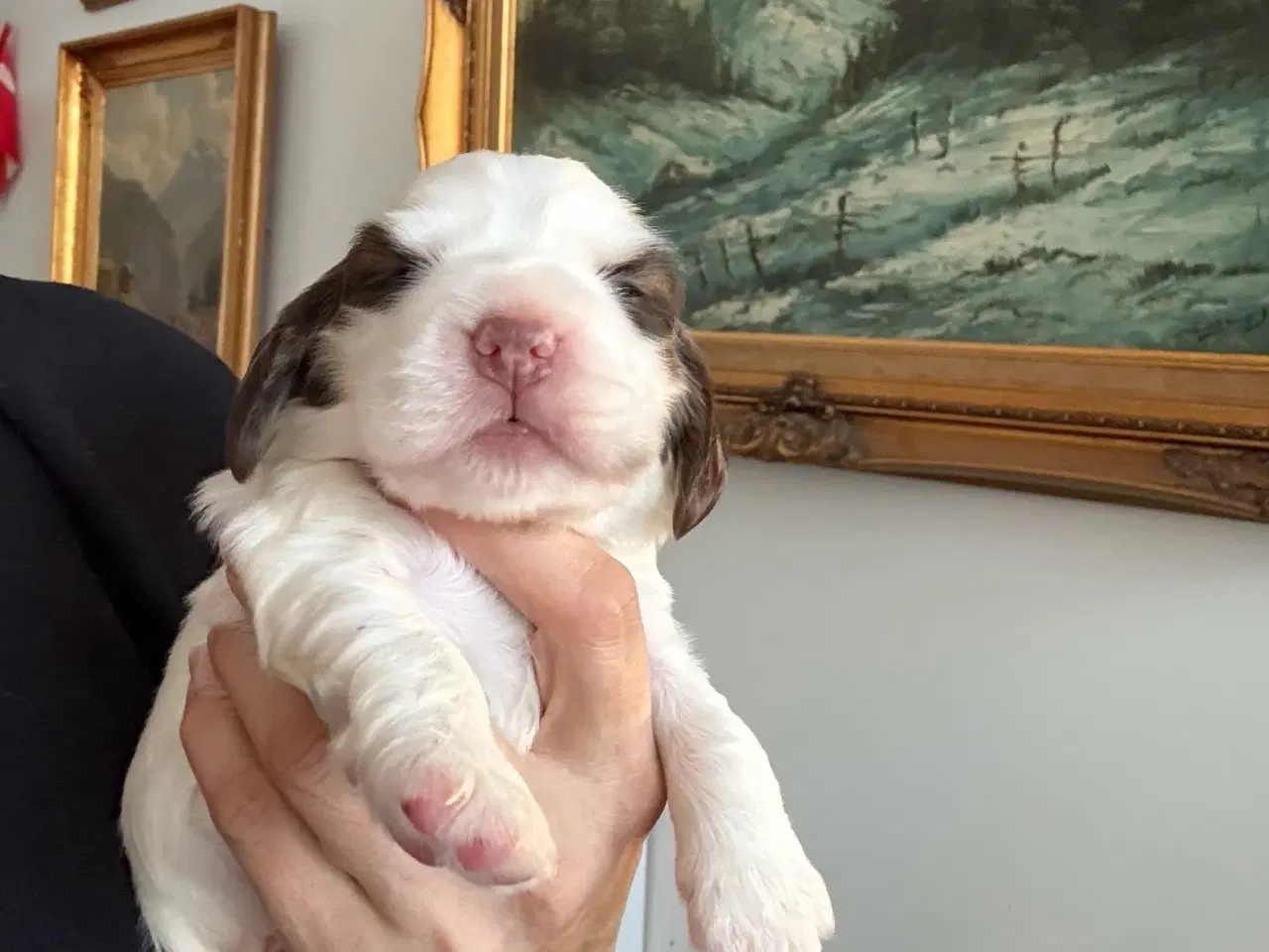 Billede 5 - Racerene Cocker Spaniel til salgs 🎄