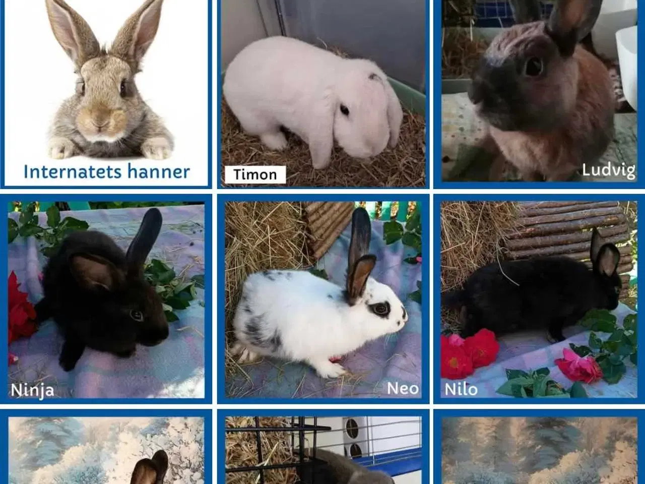 Billede 9 - Han kanin dreng