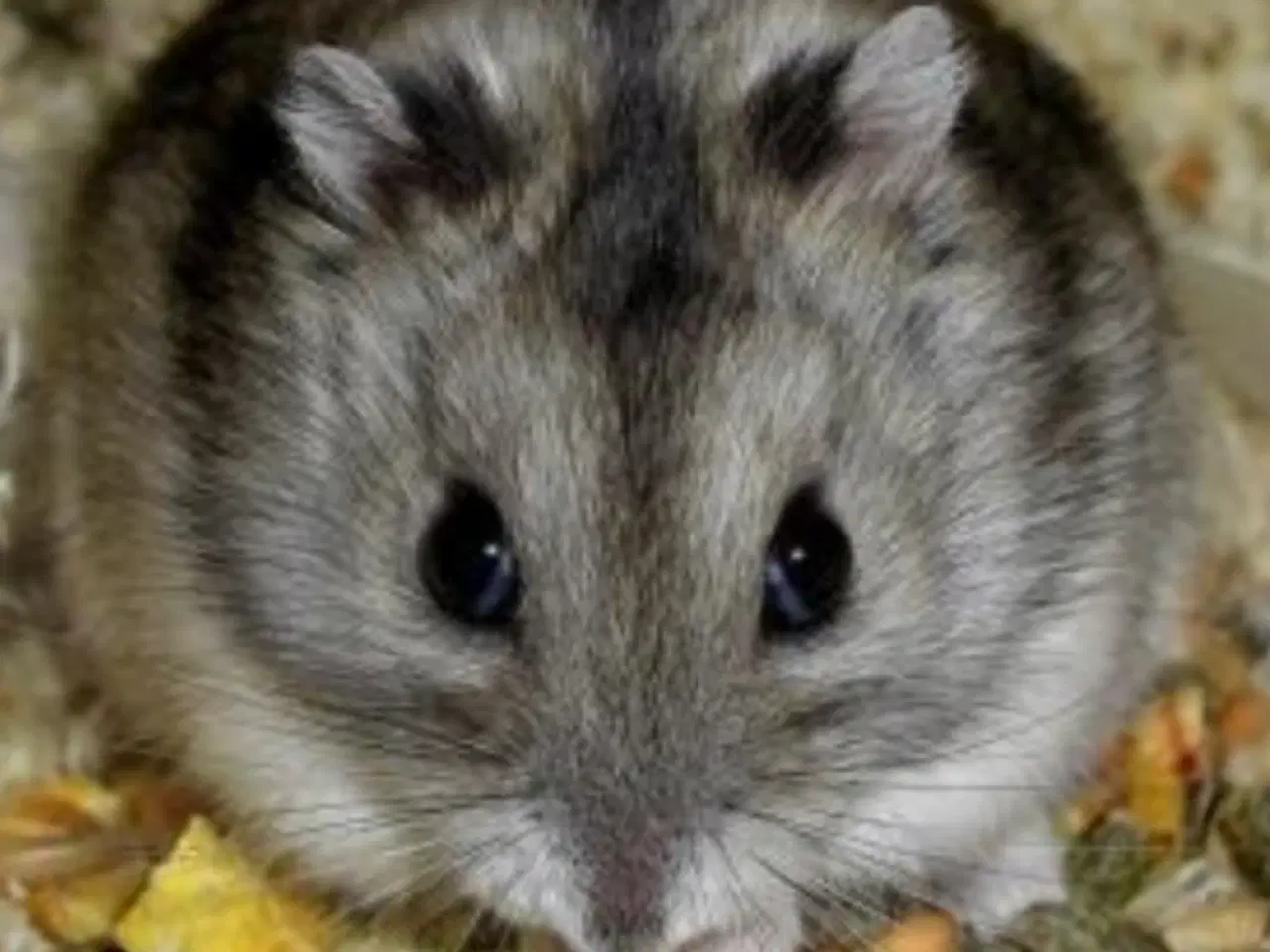 Billede 1 - Vinterhvid hamster