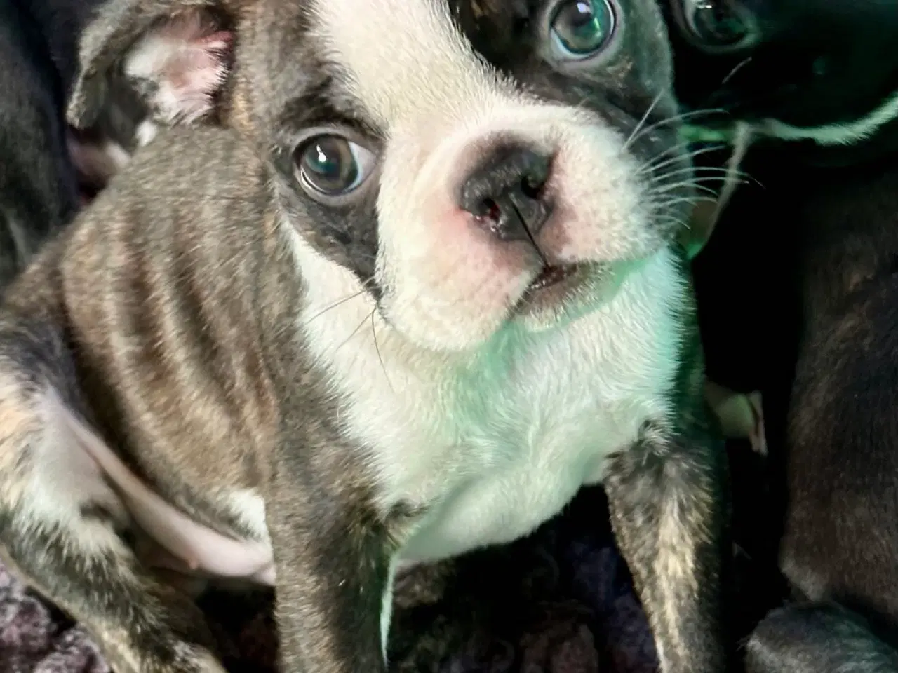 Billede 5 - 🌟 Boston Terrier hvalpe – DKK – Rejseklare
