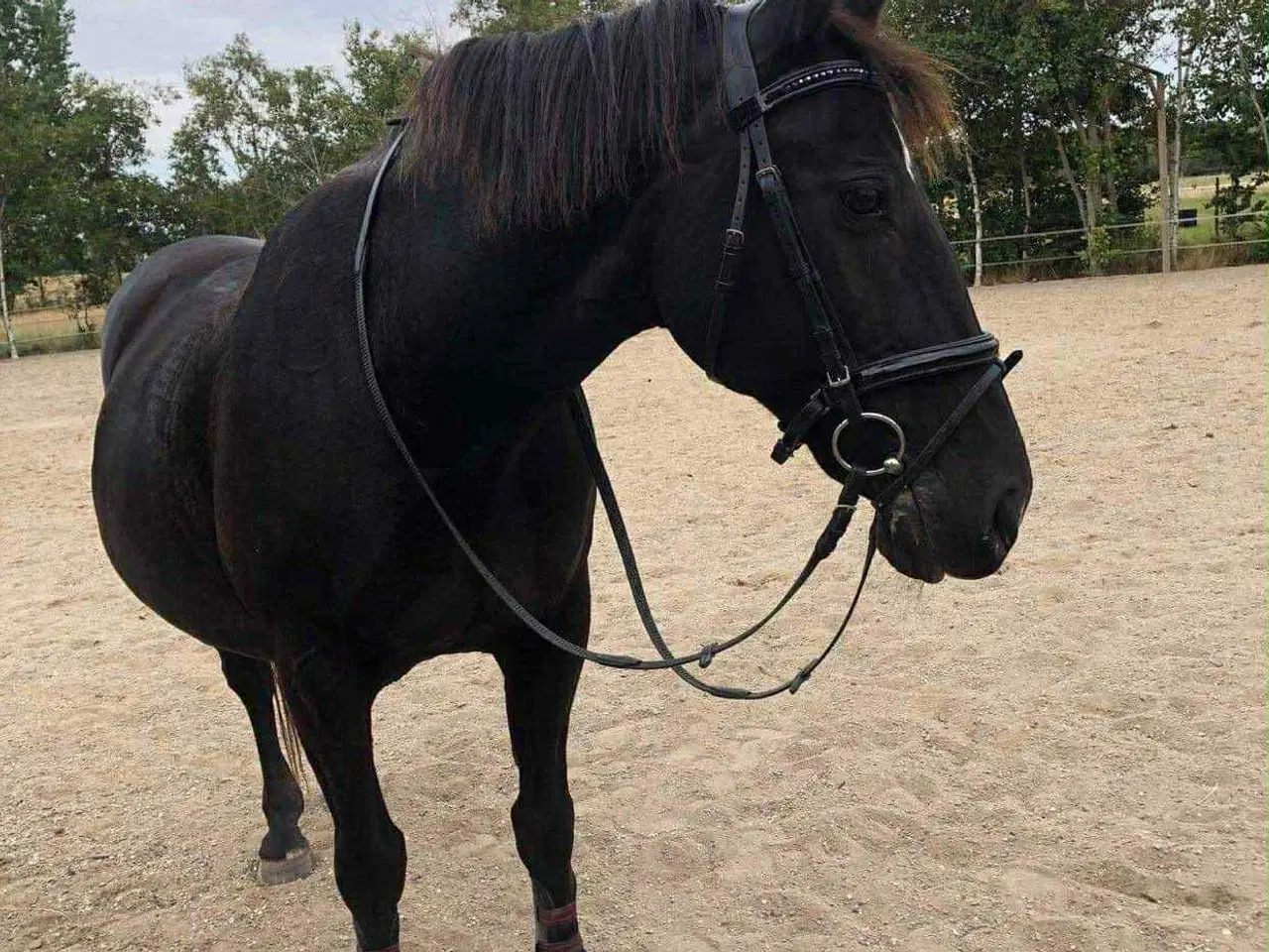 Billede 3 - Skovturs / hygge hest