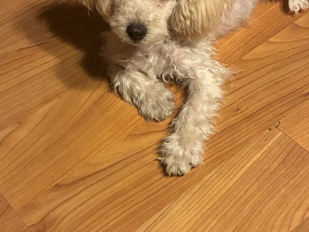 Billede 1 - Puddel blanding tæve 9 uger