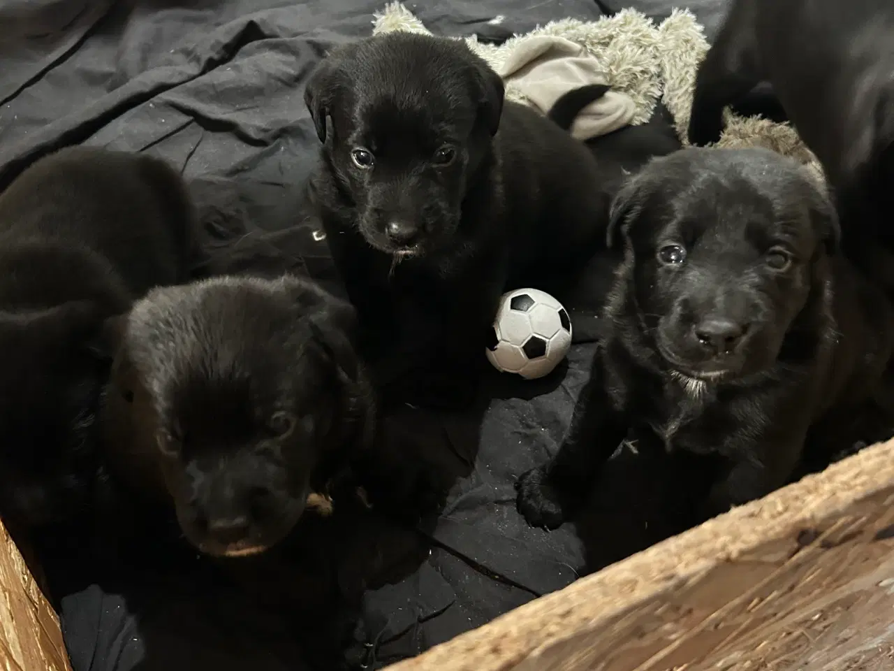 Billede 3 - 3 skønne han hunde 