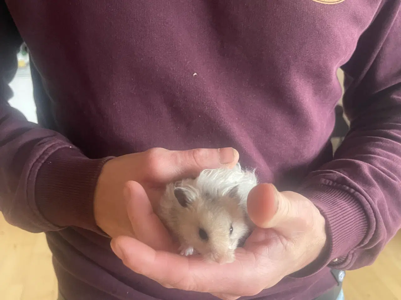 Billede 3 - Guldhamster langhåret 