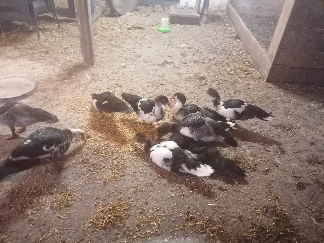 Billede 1 - juleænder