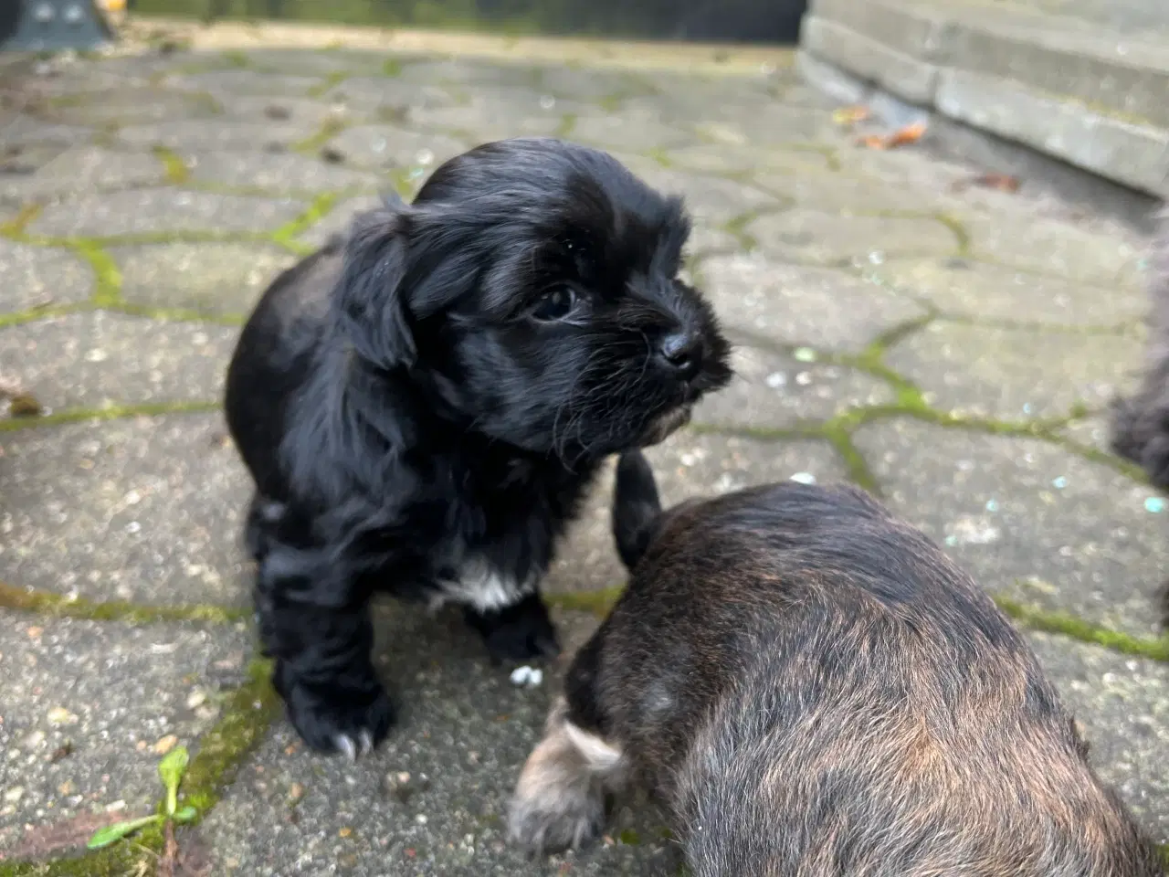 Billede 3 - Bichon Havanese. 8 uger d 29/11. NU KUN 1 TILBAGE 