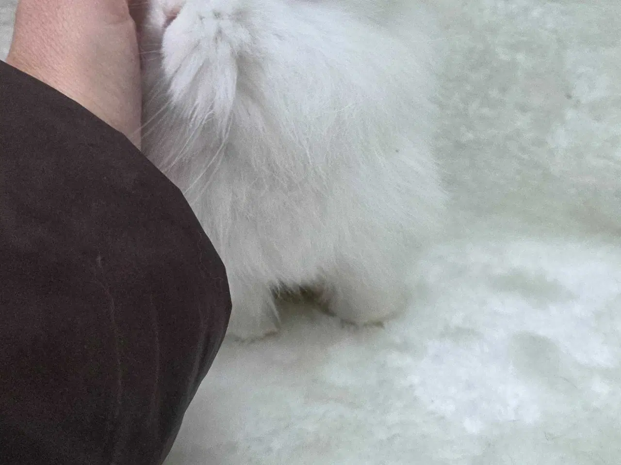 Billede 3 - Minilop / lionlop unger 