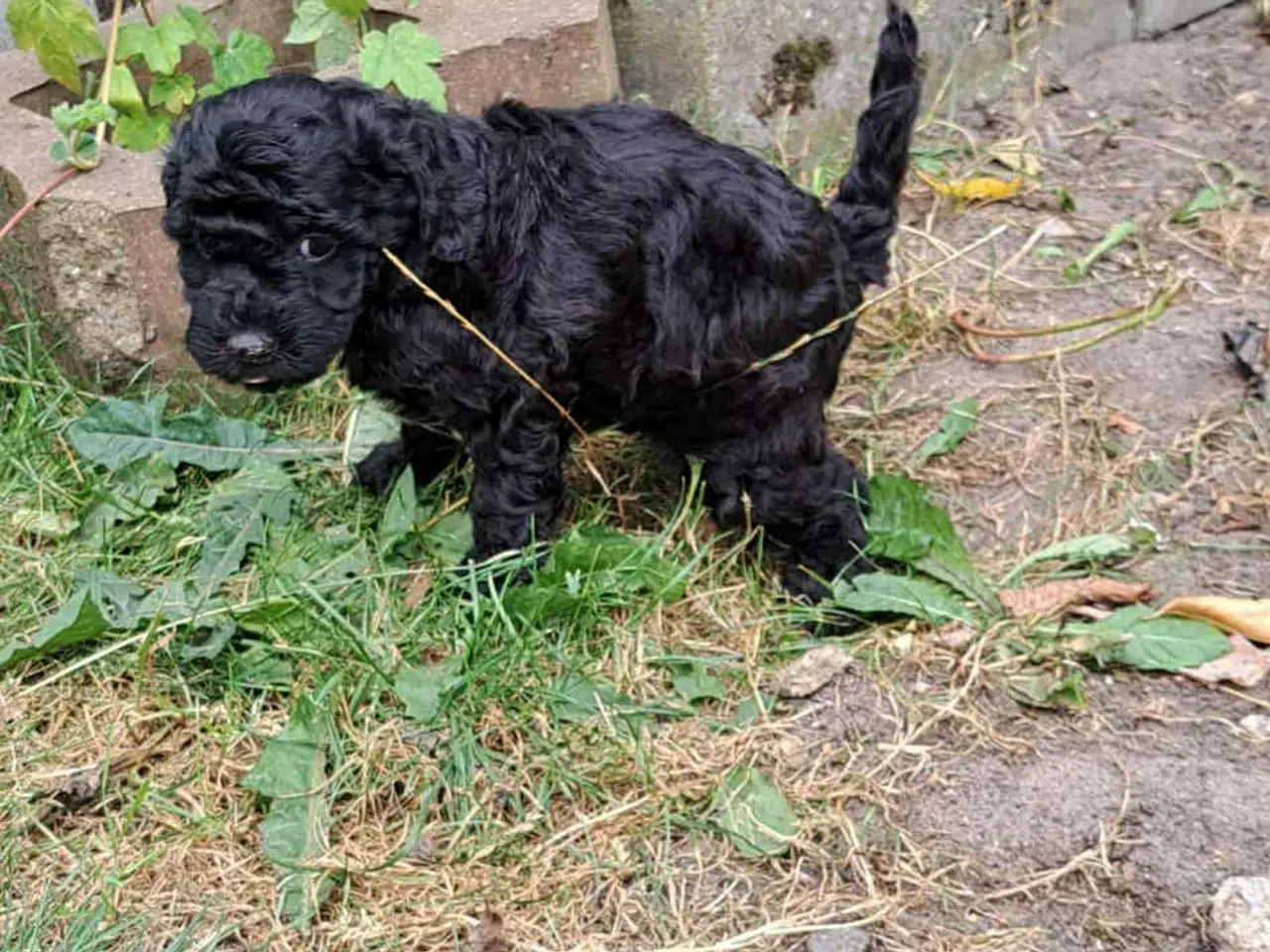 Billede 4 - Labradoodle hvalpe