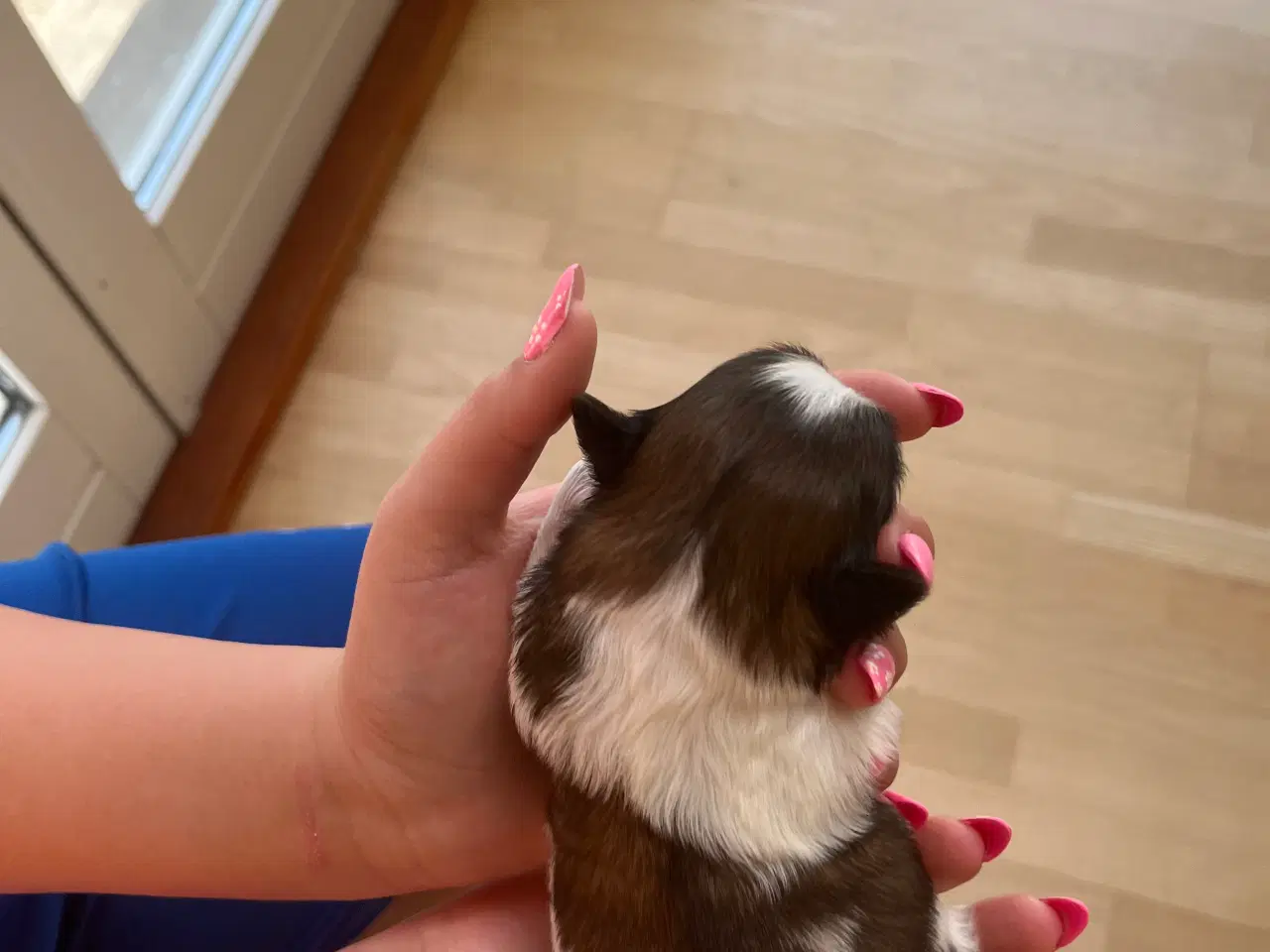 Billede 10 - Rene shih tzu hvalpe til salg 