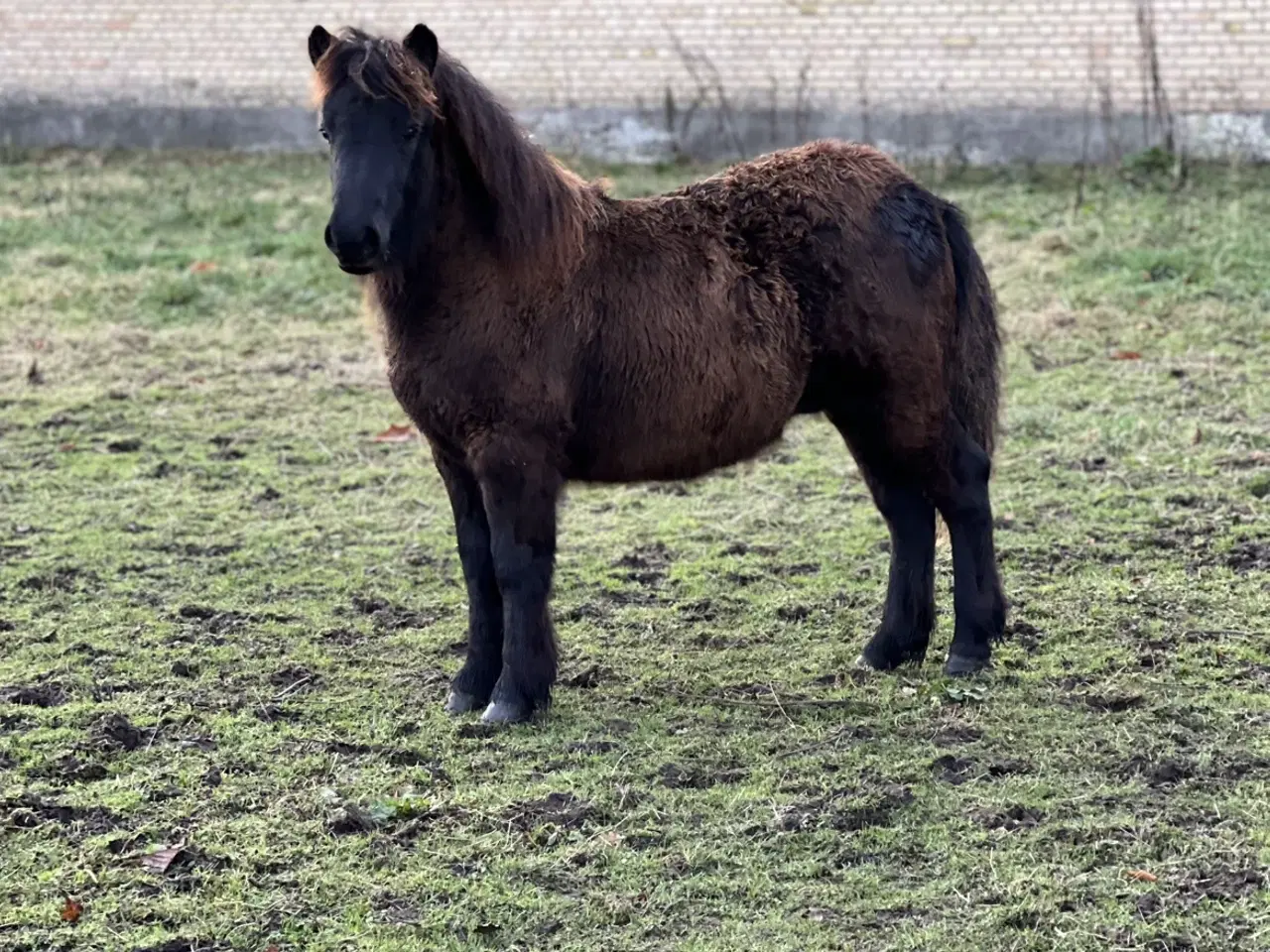 Billede 1 - Shetlands hingsteføl