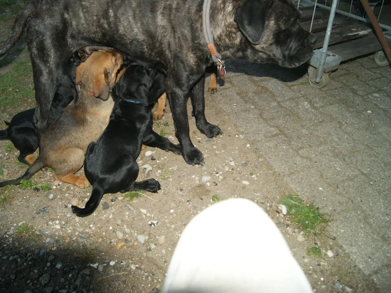 Billede 6 - 10 ugers Hvalpe søger Madmor, familie. 