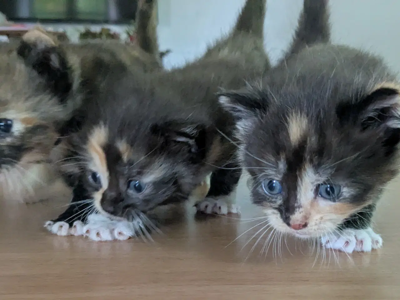 Billede 7 - Maine Coon mix killinger 5 hunner 1 han