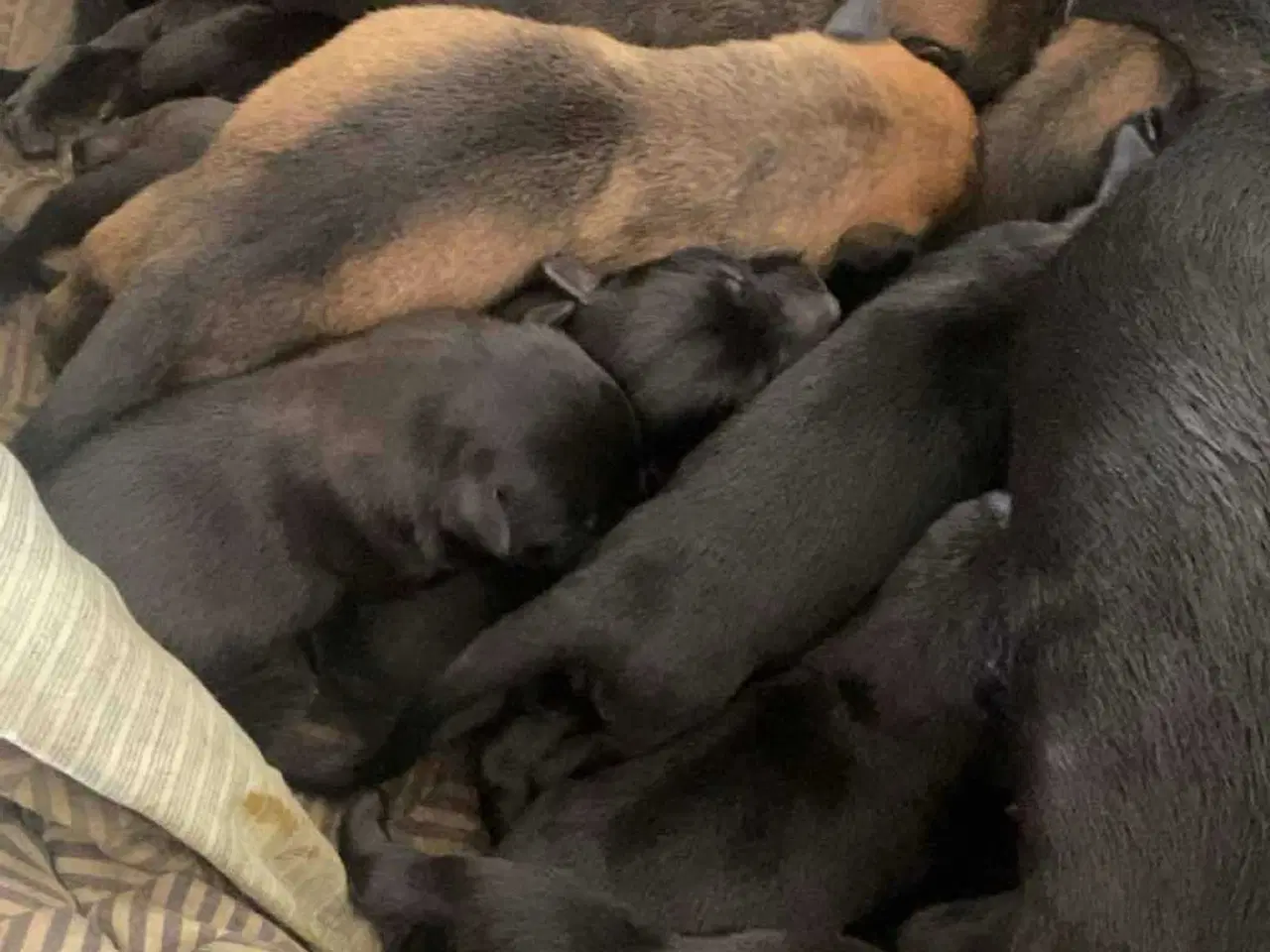 Billede 6 - De skønneste mali/schæfer hvalpe sælges🐕