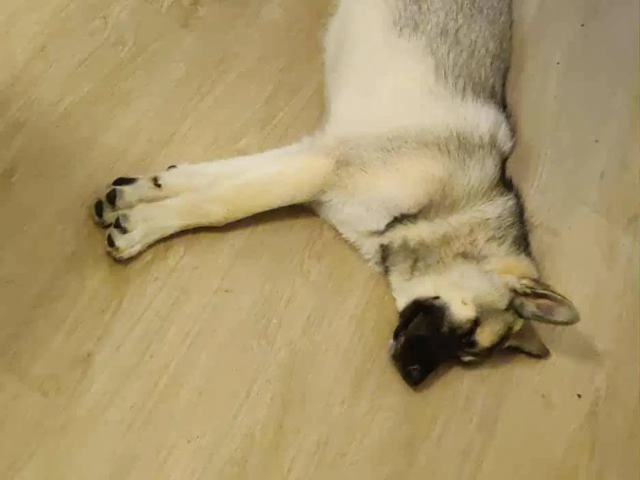 Billede 2 - Hund søger ny hjem 