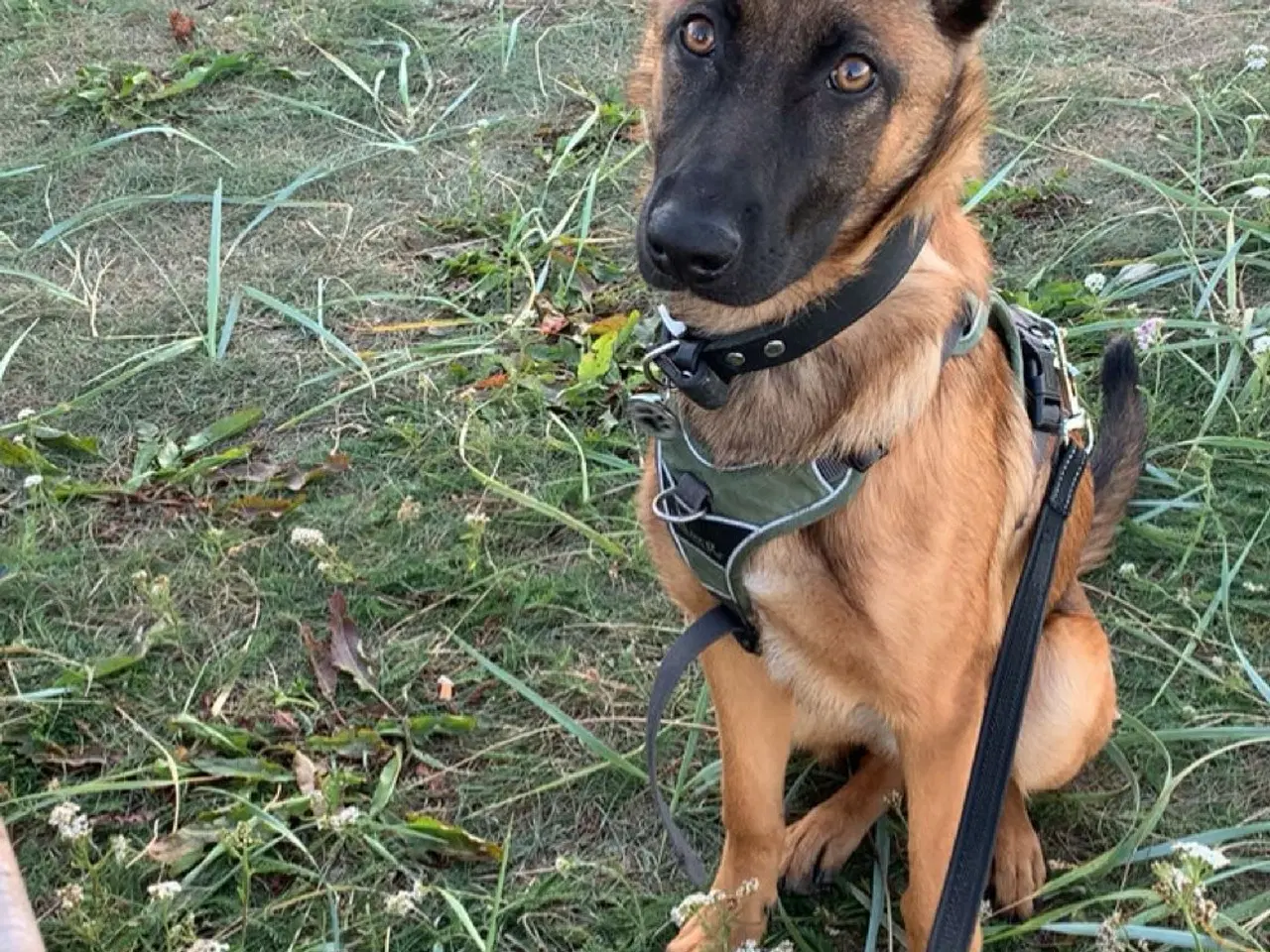 Billede 5 - Malinois til salg