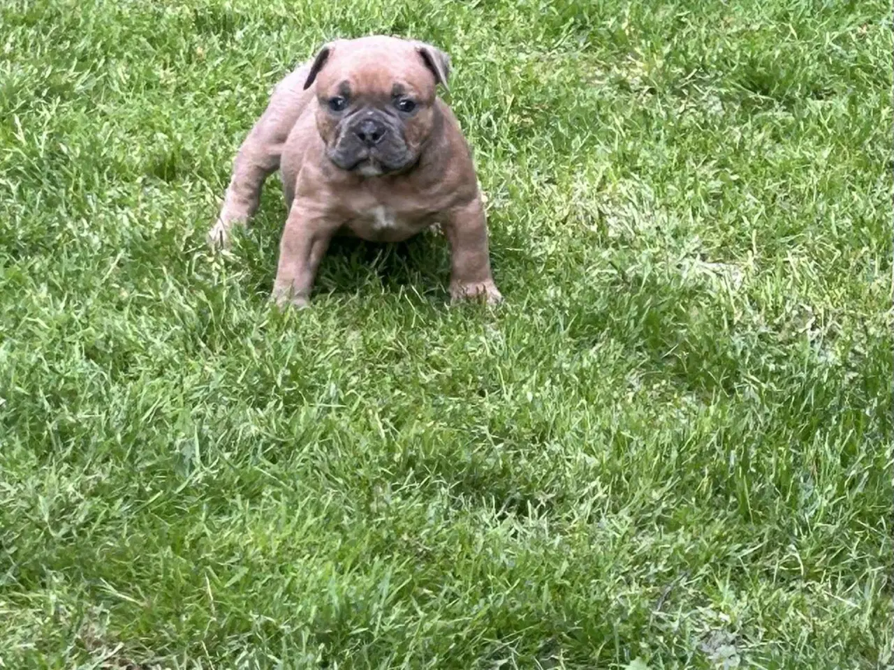 Billede 4 - New english bulldog