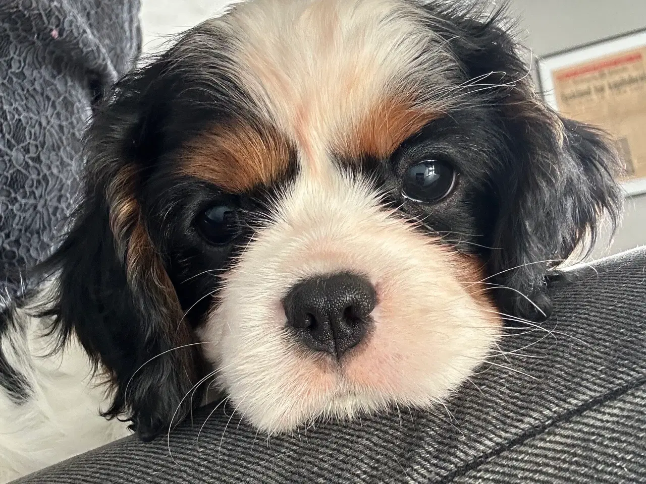 Billede 3 - Cavalier-tæver med DKK-stamtavle.