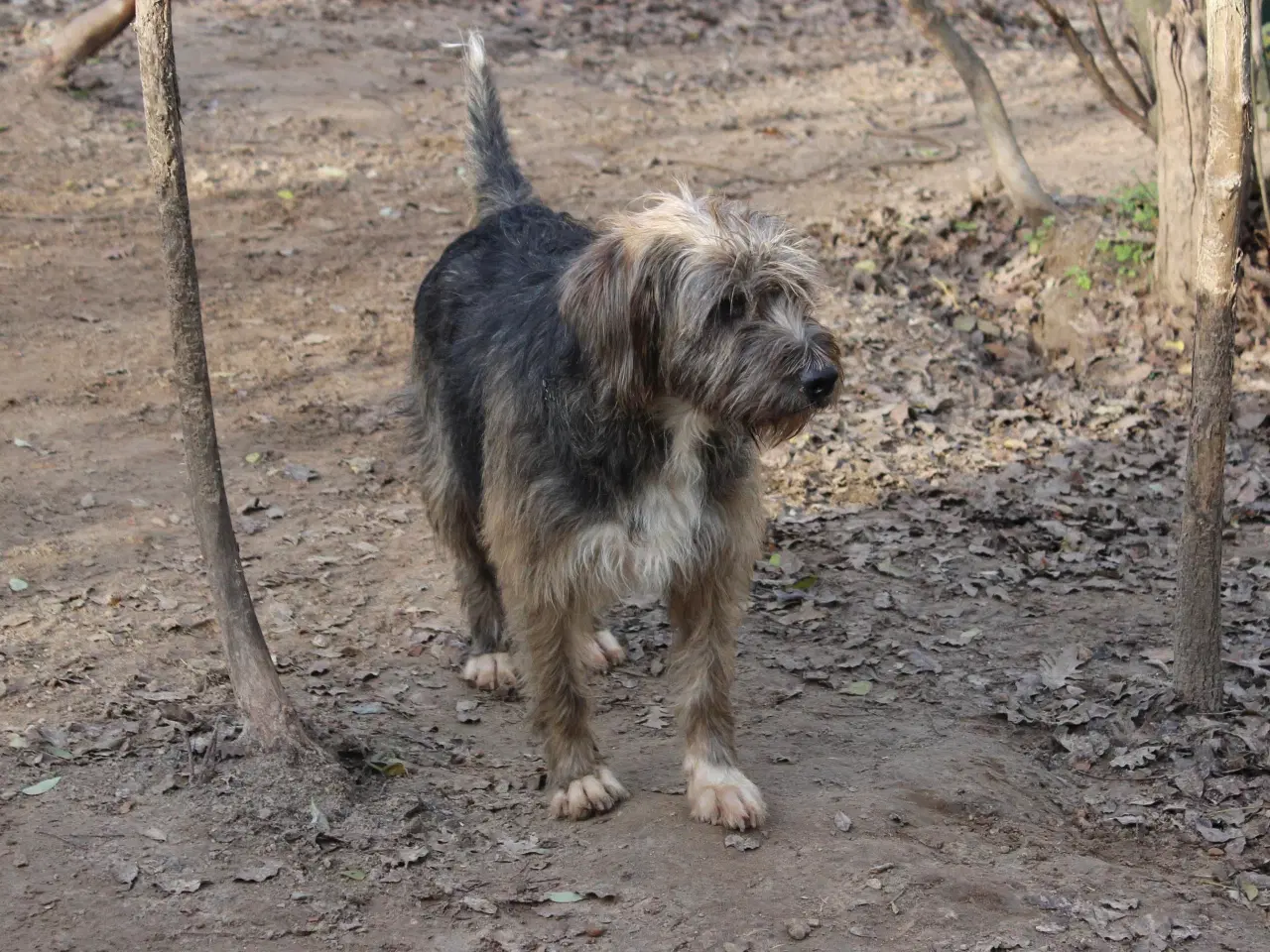 Billede 6 - Sødeste milde j.bieber søger et hjem