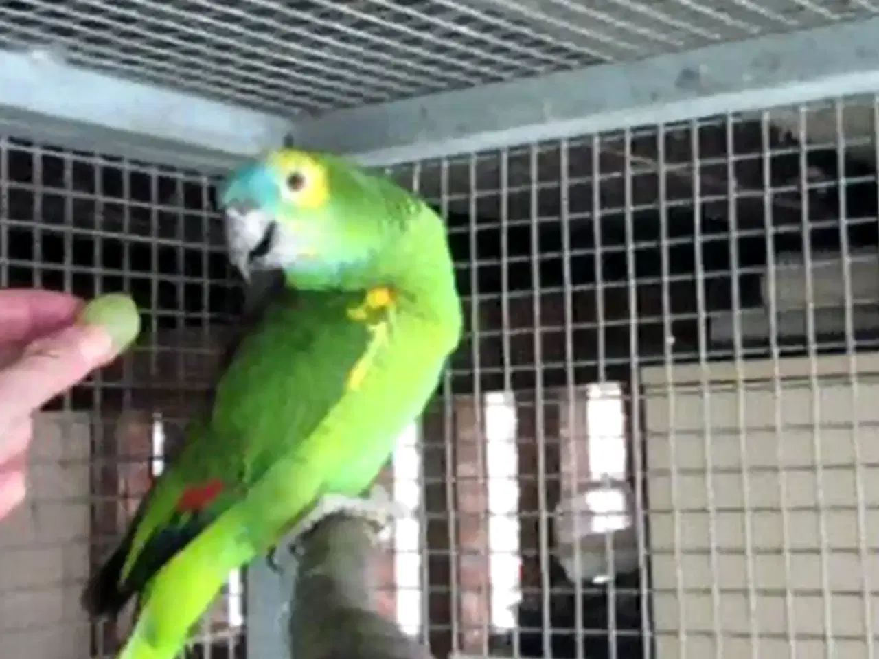 Billede 1 - Blåpandede Amazon papegøjer