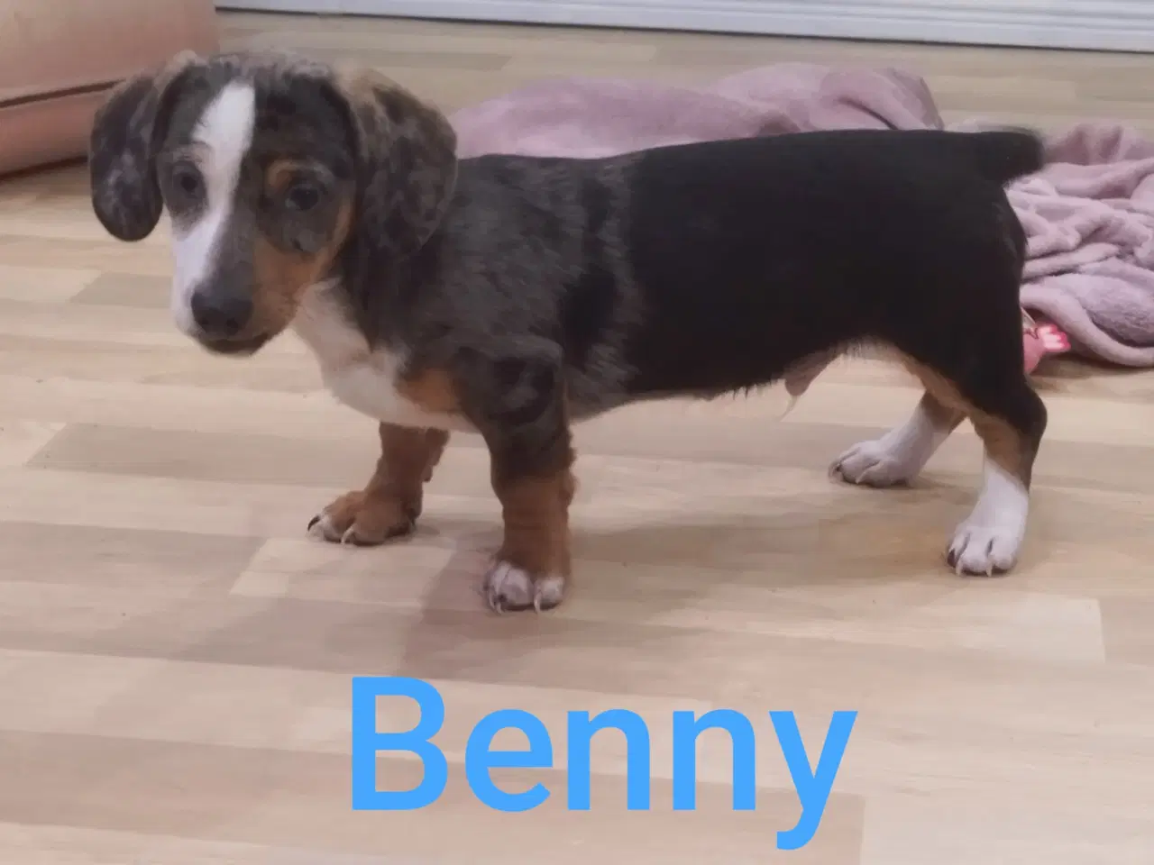 Billede 1 - Gravhundehvalpe korthåret Merle farvet