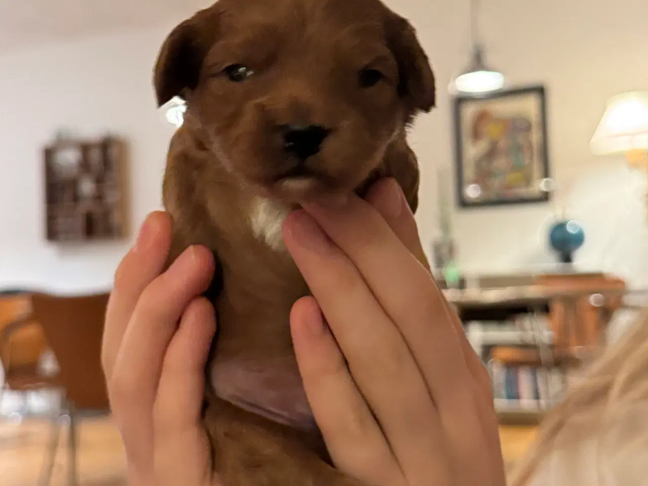 Billede 2 - Shihpoo hvalpe