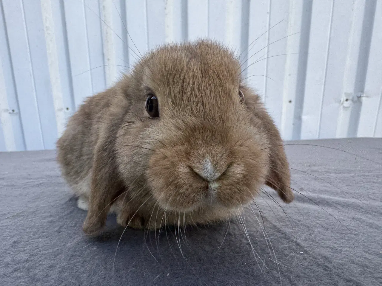 Billede 1 - Dværgvædder hankanin