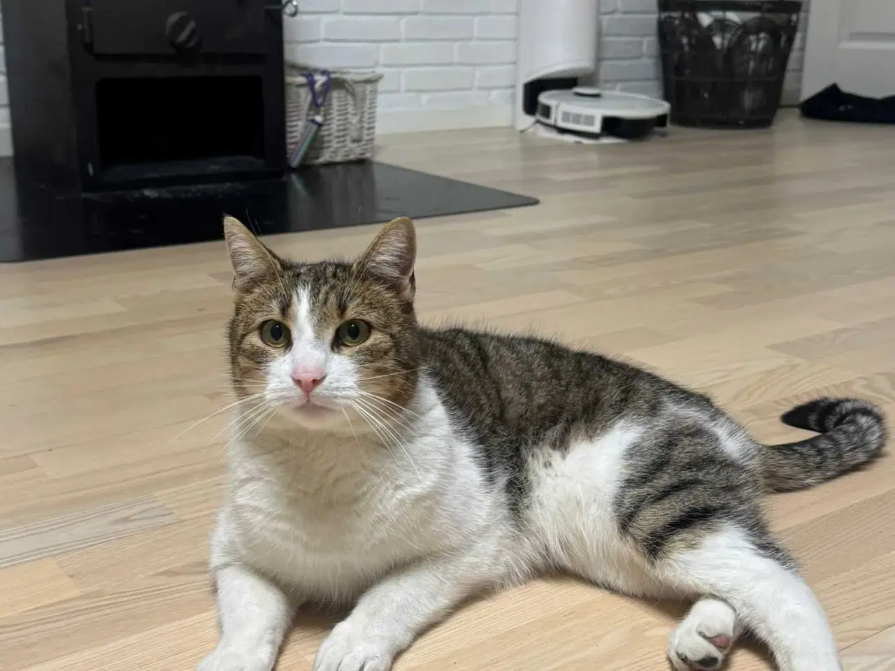 Billede 2 - 💔 HASTER – Vores elskede Amigo søger nyt hjem 💔