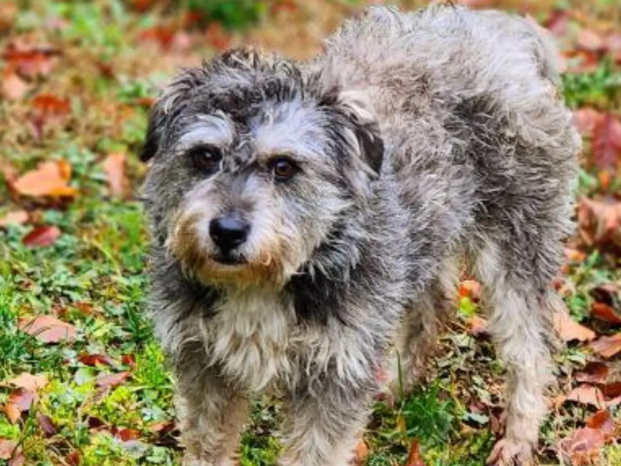 Billede 1 - Søde Sury