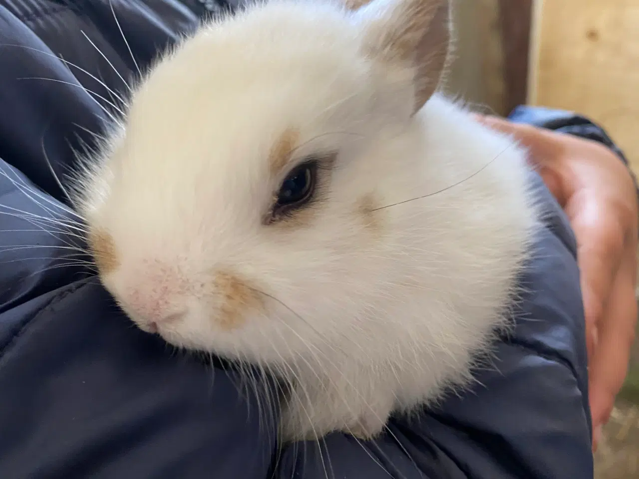 Billede 4 - Søde kaniner