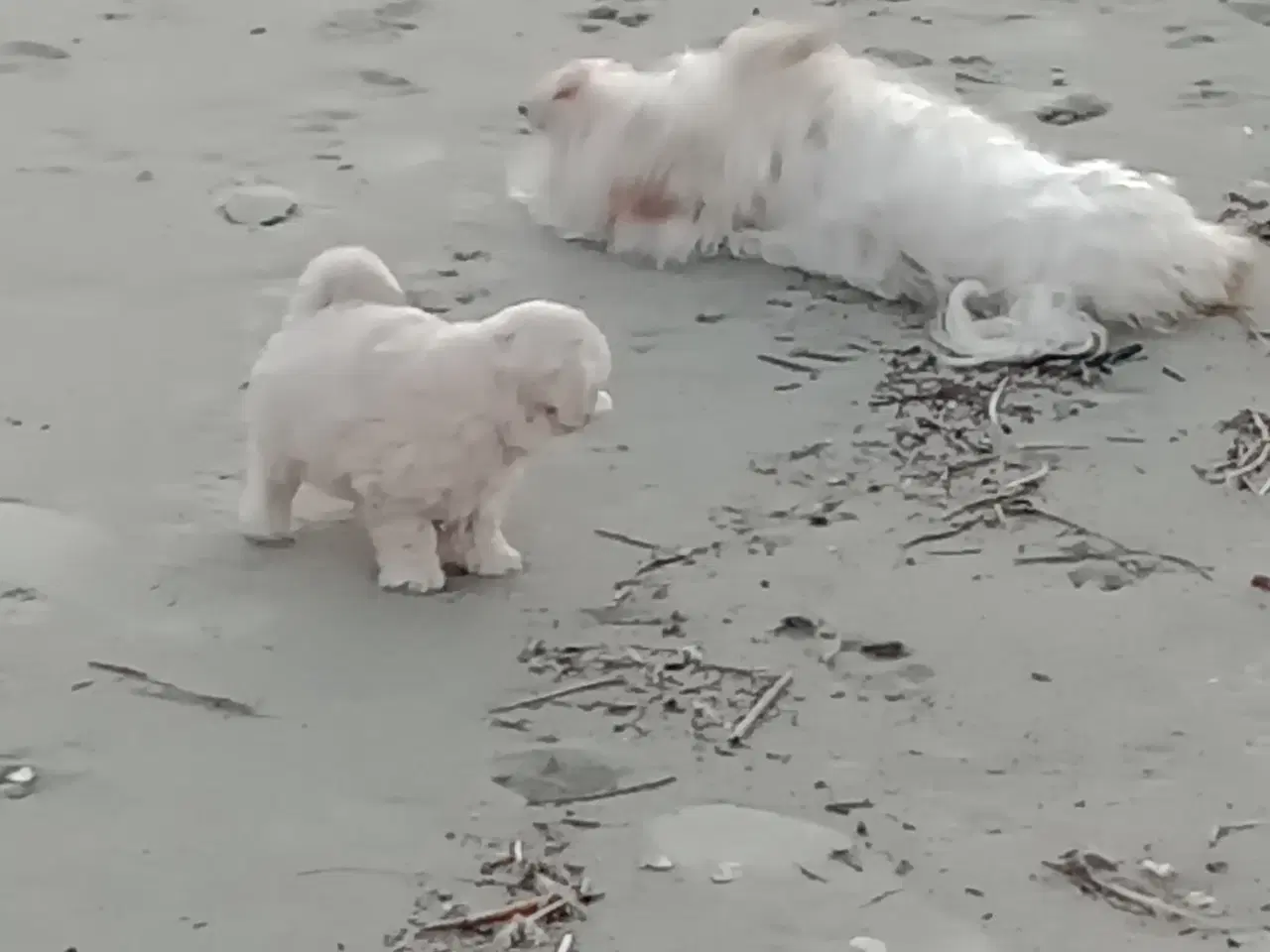 Billede 11 - Maltipoo hvalpe