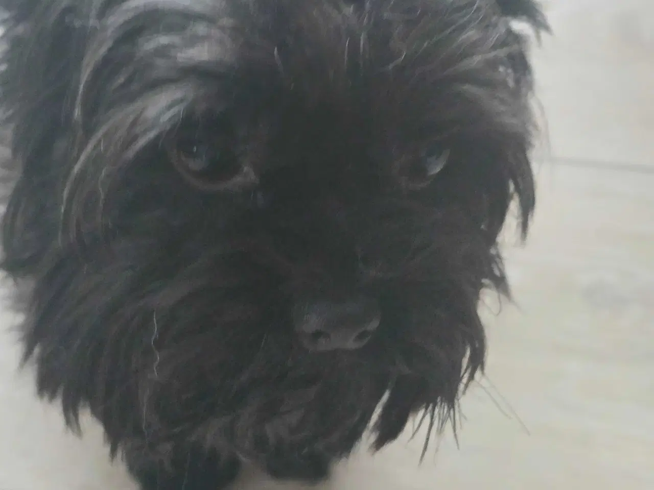 Billede 4 - Yorkshire Terrier 