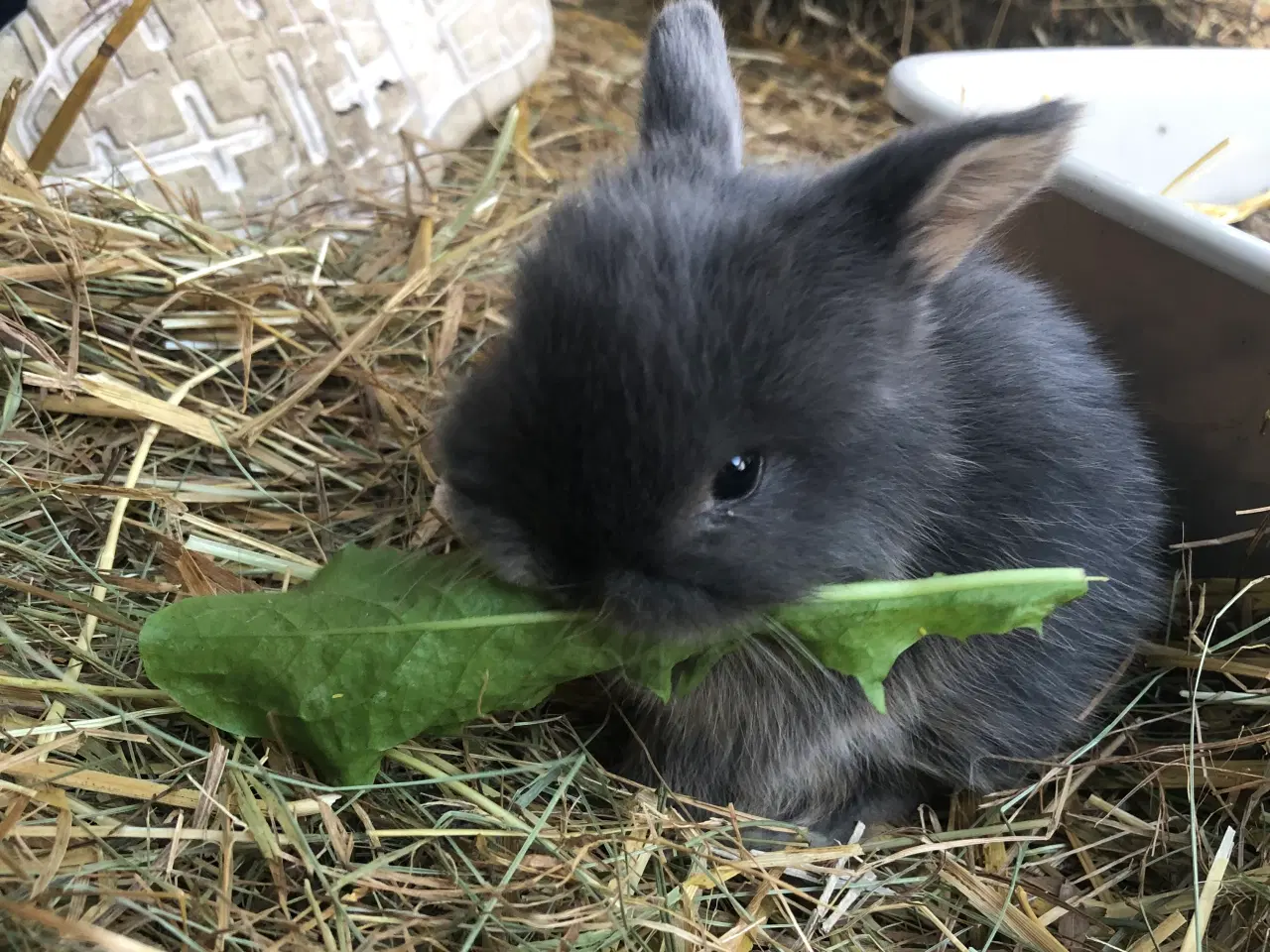 Billede 7 - Mini lop kaniner 