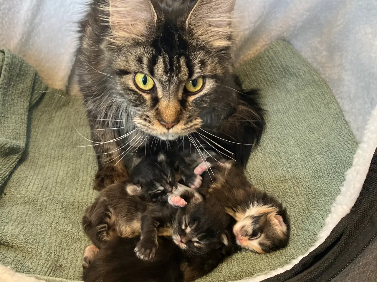 Billede 3 - Fineste Maine Coon killinger