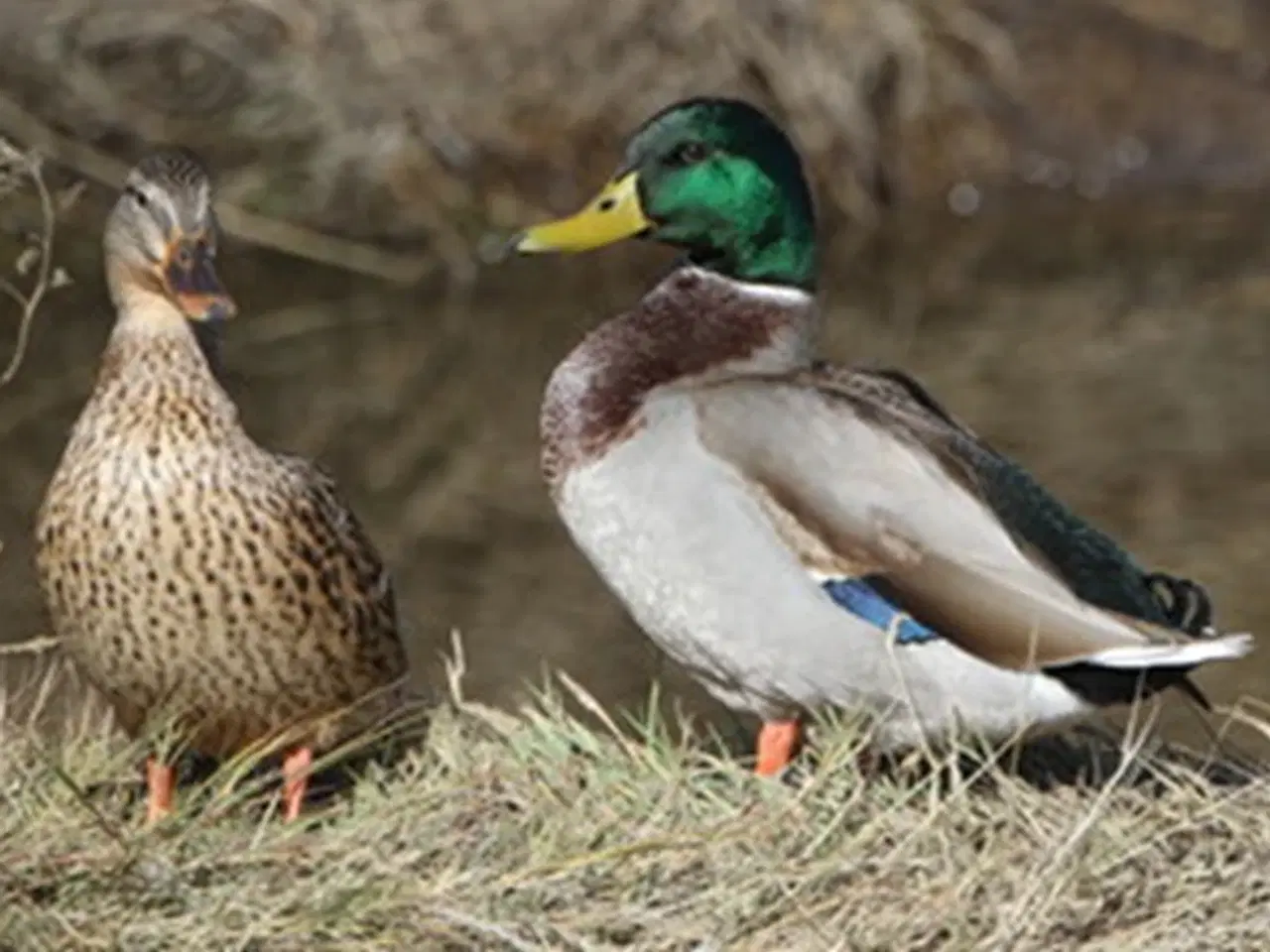 Billede 1 - Vildænder fra 2025