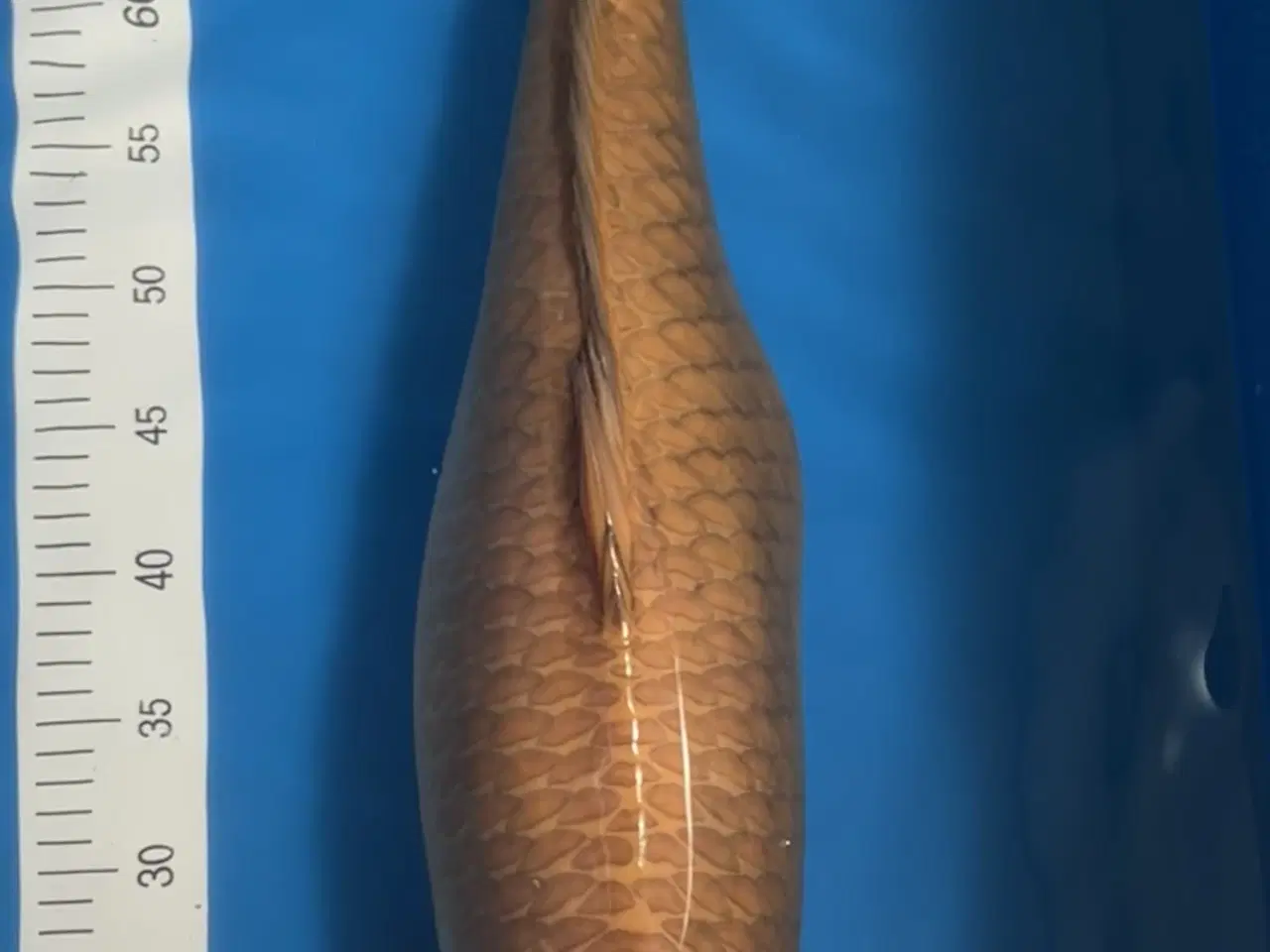 Billede 1 - Japansk Koi - Chagoi