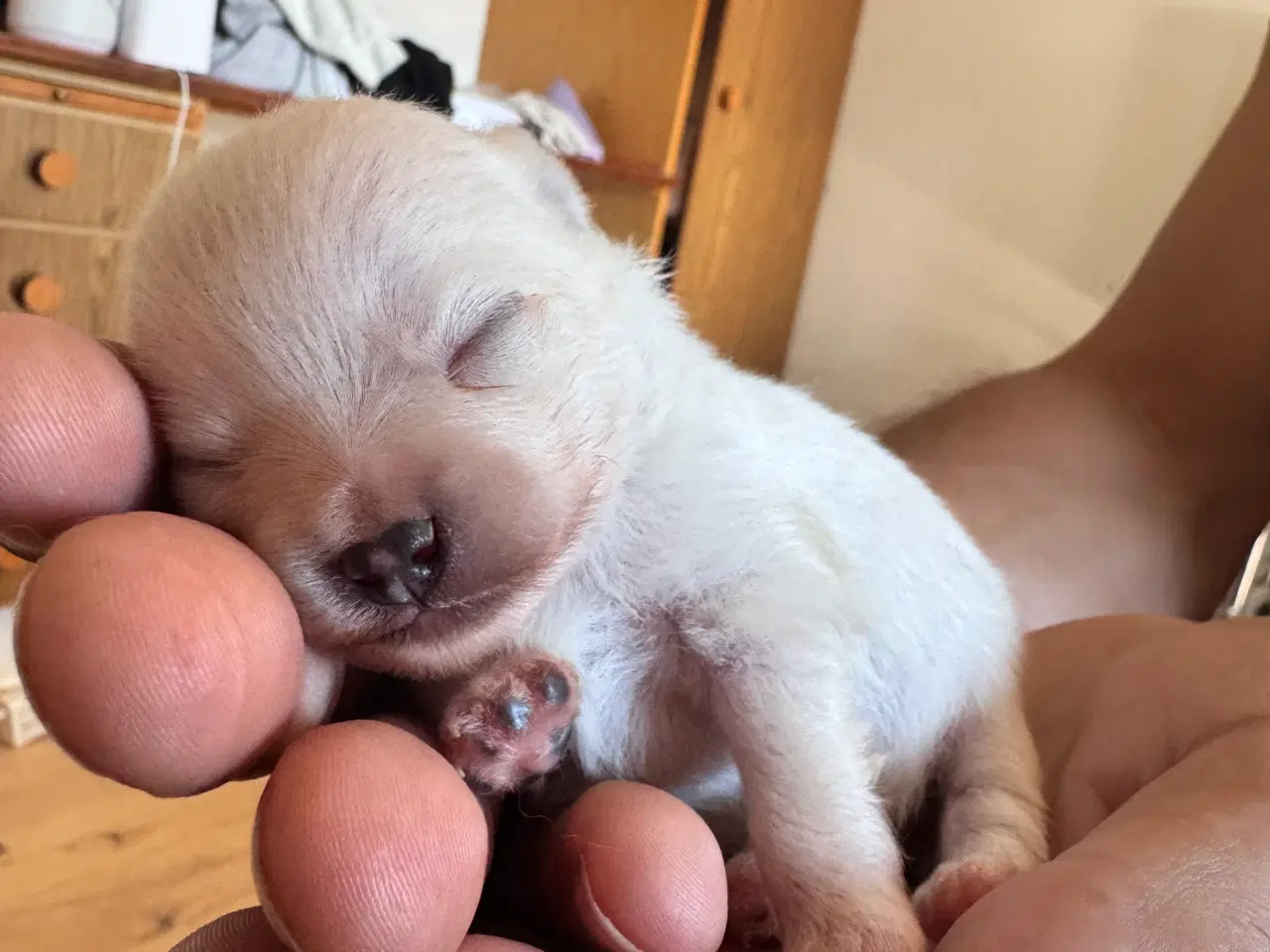 Billede 5 - Pomeranian Merle 