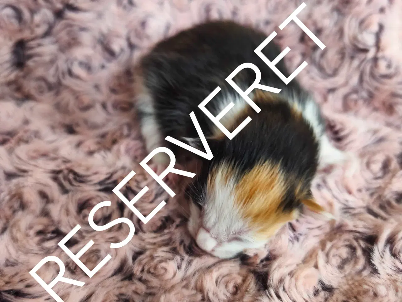 Billede 5 - Mainecoon blandinger med dyrelæge pakke 