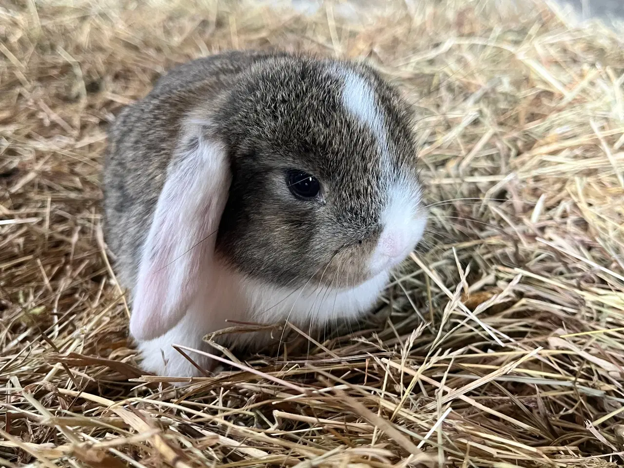 Billede 8 - Minilop på 8 uger 